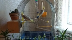 Gdje staviti ćeliju s papagajom